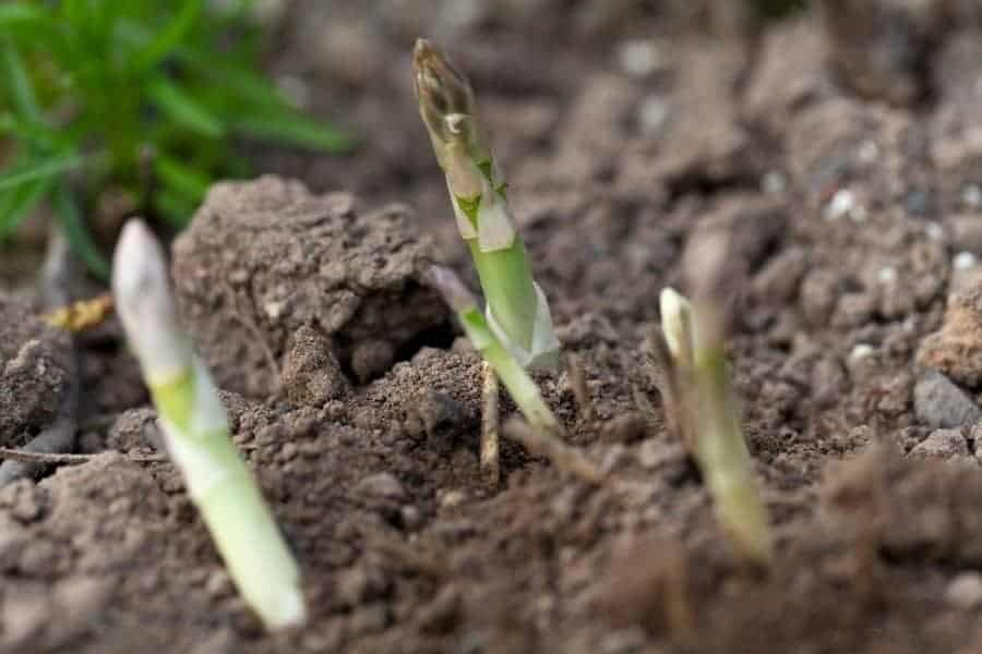 Kaip auginti šparagus (smidrus)
