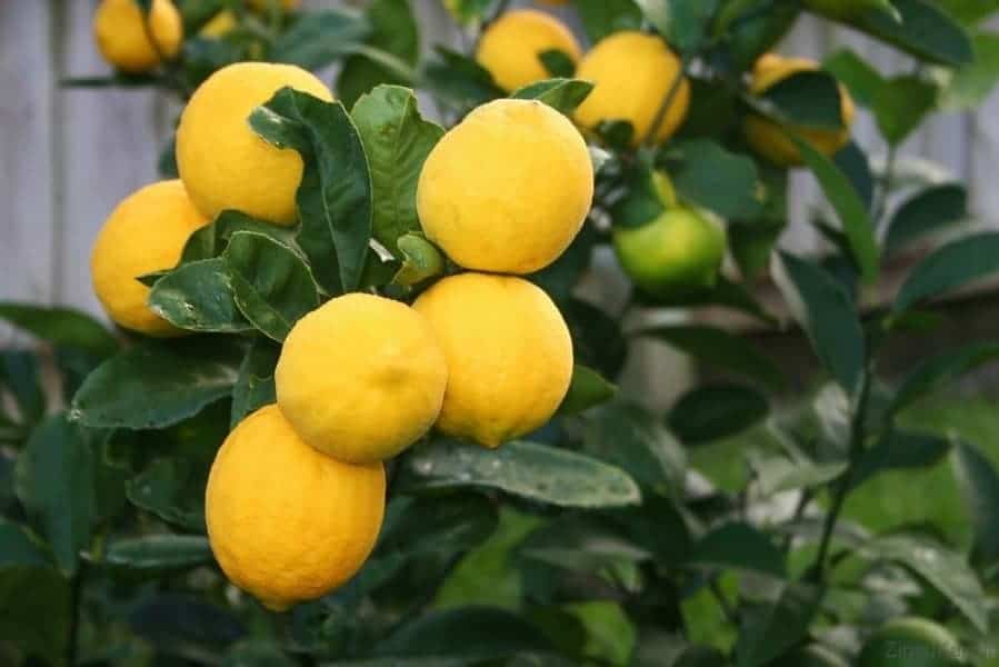 Kaip Lietuvoje auginti citrinmedį