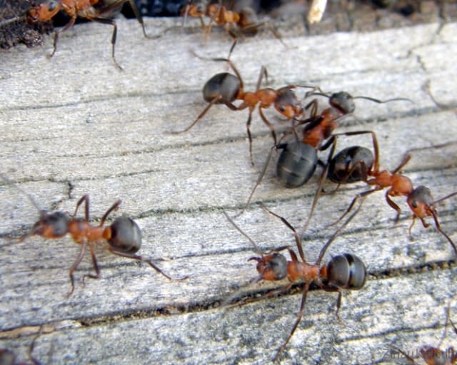 Kaip išnaikinti skruzdėles
