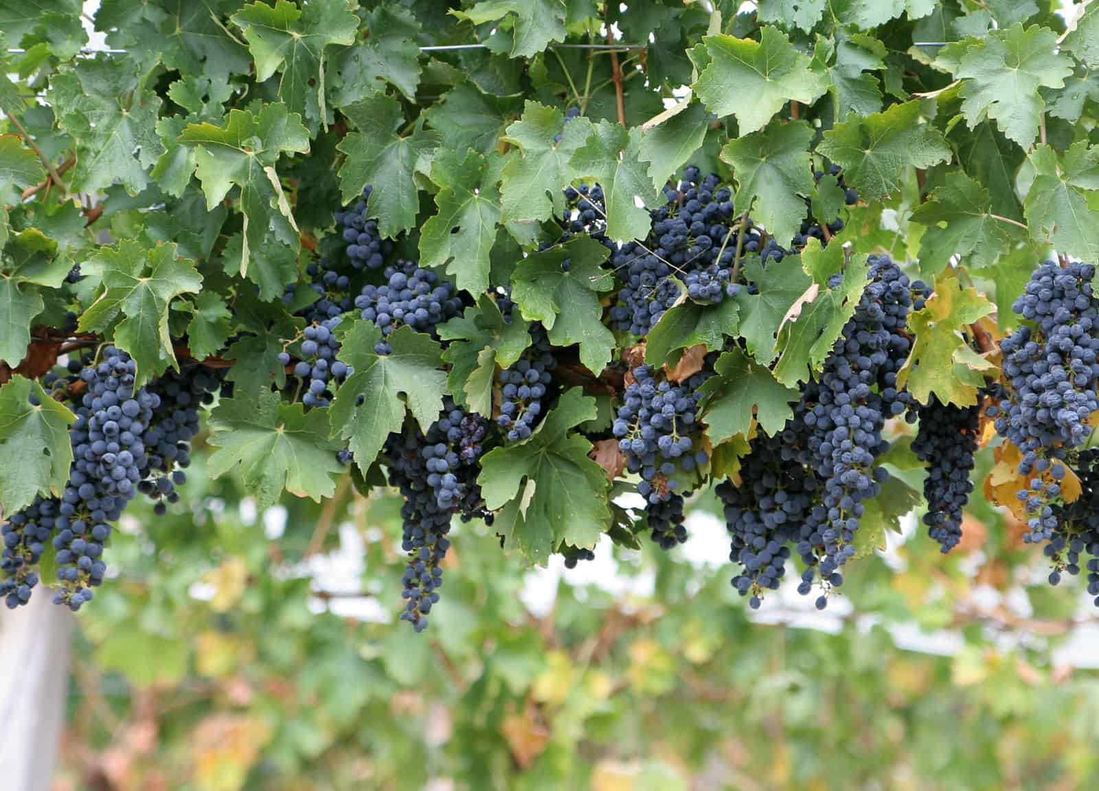 Kaip auginti Vynuoges