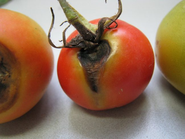 Kaip užauginti skanius pomidorus - pomidorų ligos